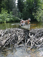 Remindful of old WV tellings.Algonquin Park,  Ontario, Canada.