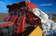 Cotton harvesting in Texas.
