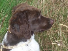 A dog's fur usually consists of longer, stiffer, guard hairs—which can be straight, wiry, or wavy, and of various lengths, hiding a soft, short-haired undercoat.
